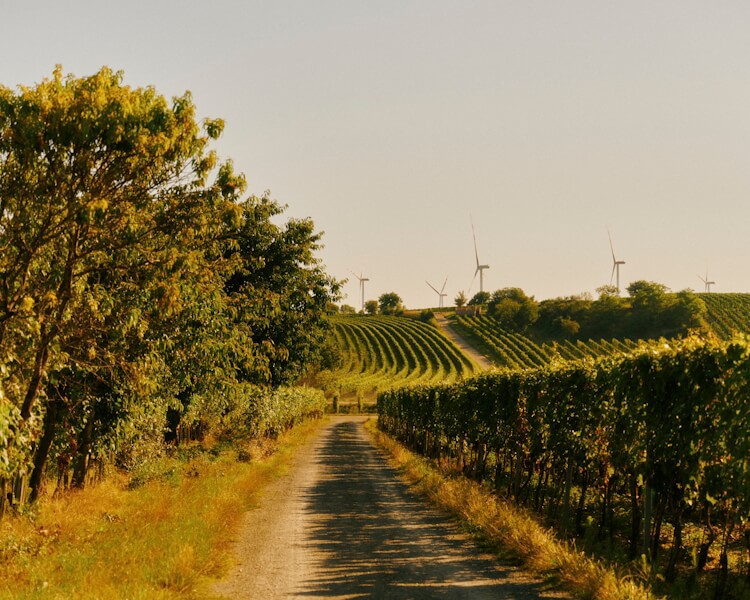 230811_melanie-zechmeister_0091